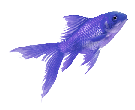 violet fish